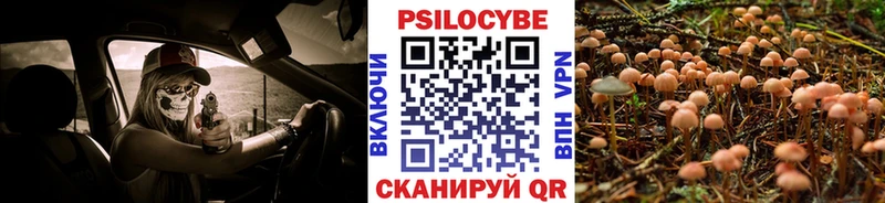 купить наркоту  Лодейное Поле  Галлюциногенные грибы Psilocybe 